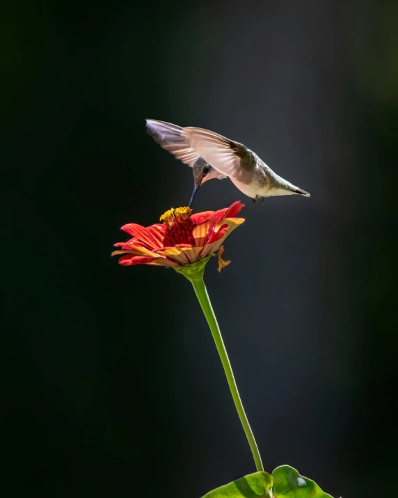 a hummingbird lands on a flower in a garden