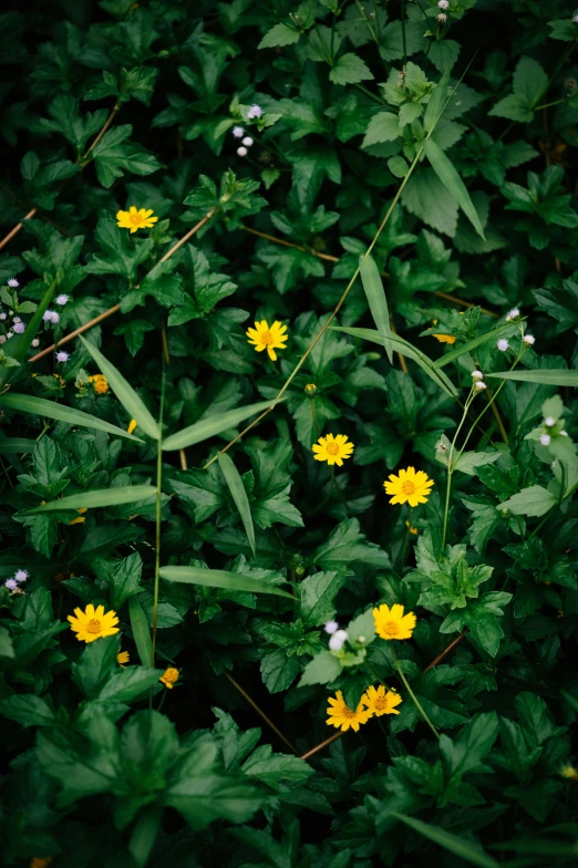 yellow and white flowers on a green plant