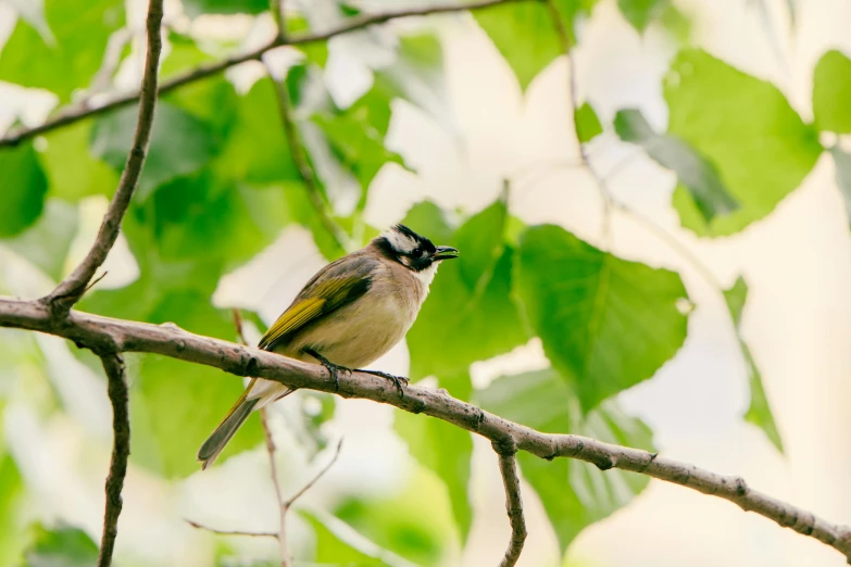 the bird with black on the top has a seed in it's beak