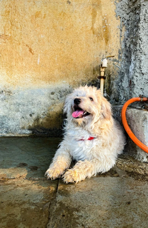 a small white dog laying on the ground near an orange hose