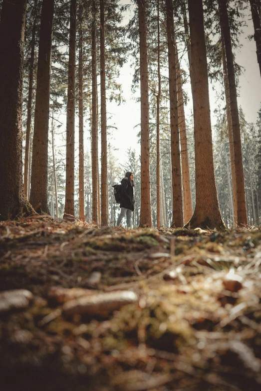 a person walking through a forest of tall trees