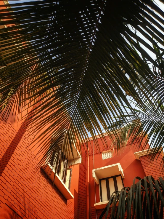 palm tree leaves on the building that is orange