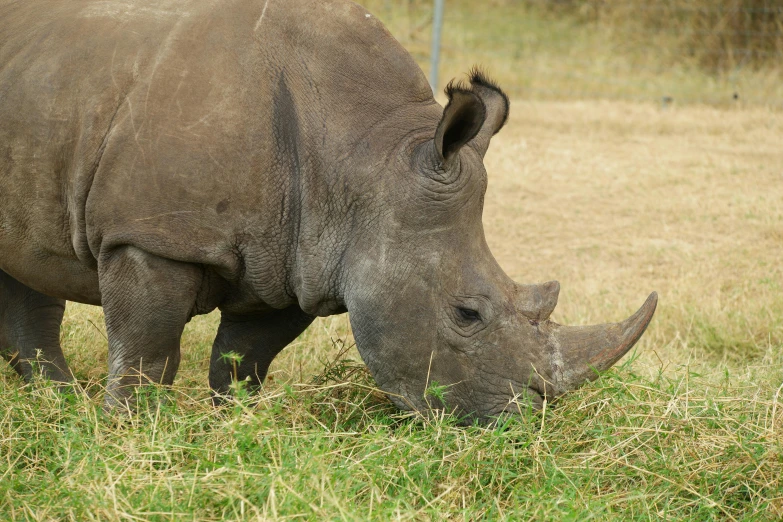 a rhinoceros grazing on grass in the open