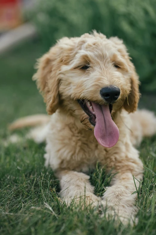 a small brown dog laying on top of a lush green field