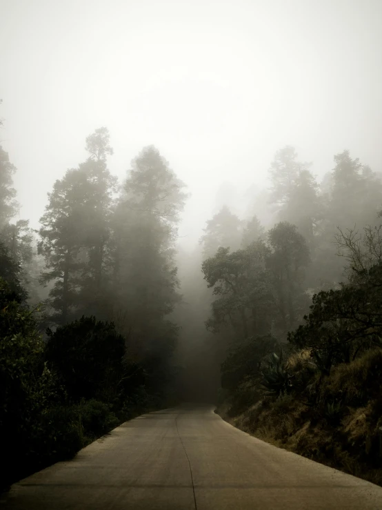 a dirt road in the middle of a wooded area