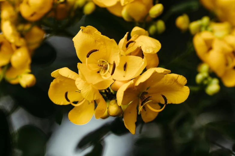 yellow flowers in an area that is not blooming