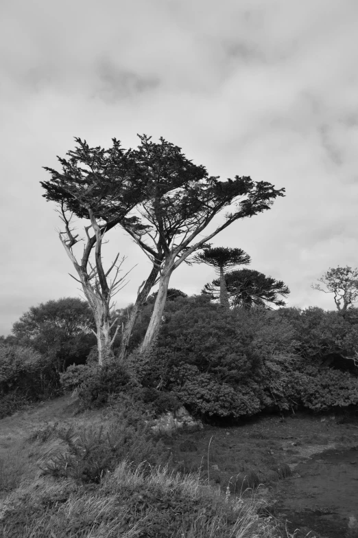 a tree in the woods on a cloudy day