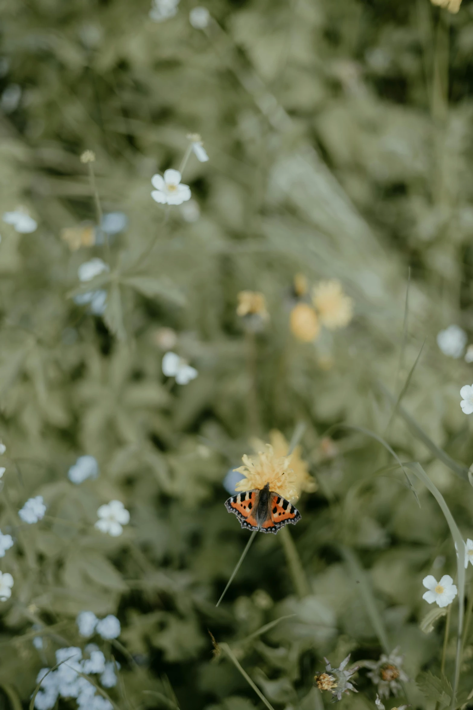 a very small erfly resting on some flowers