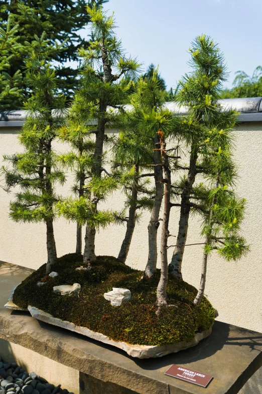 an arrangement of bonsai trees on display at a garden show