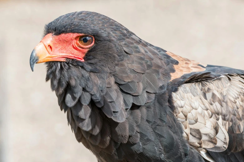 the large bird is black with a red beak