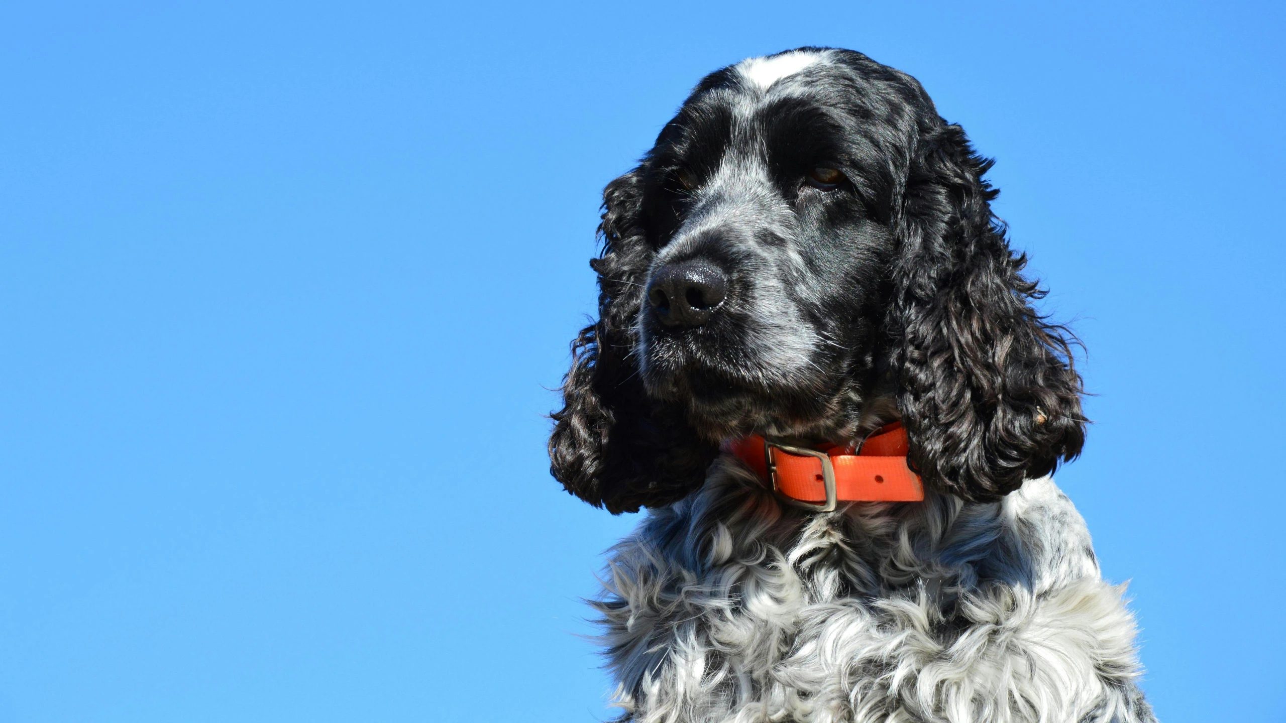 a black and white dog with a red collar sitting on a blue background