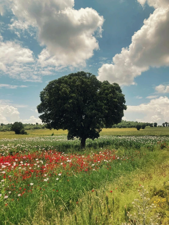 a tree standing in the middle of a flower field