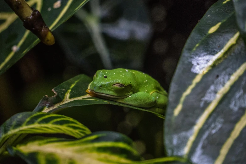 a frog sitting on a leaf near a plant