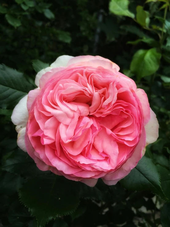 a pink and white rose in bloom on a tree