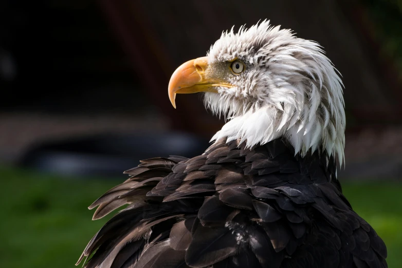 an eagle with big white feathers sitting in the grass