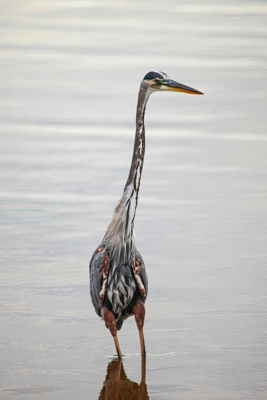 a bird with long neck walking in the water