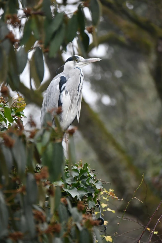 this is an image of a bird in a tree