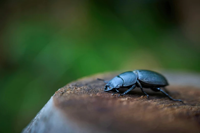 a black bug is sitting on the edge of a piece of wood