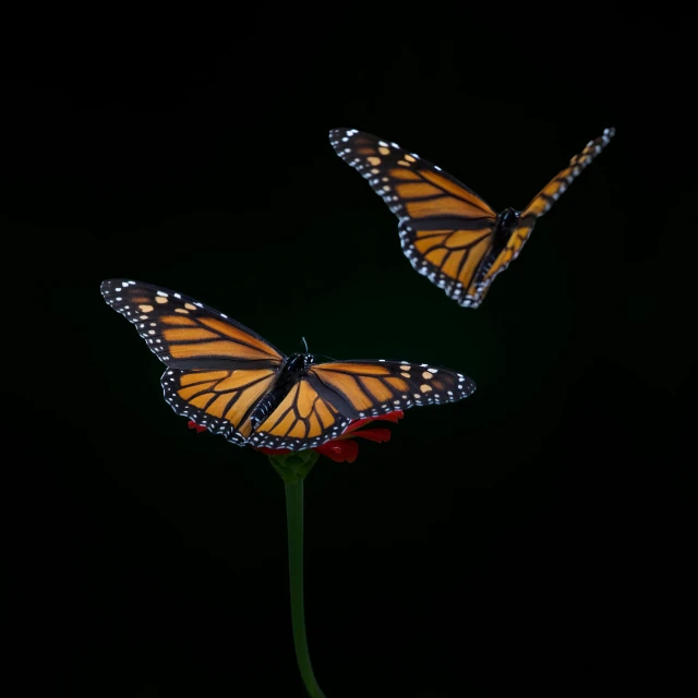 two erflies resting on top of a flower