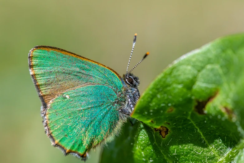 a close up of a blue and green erfly