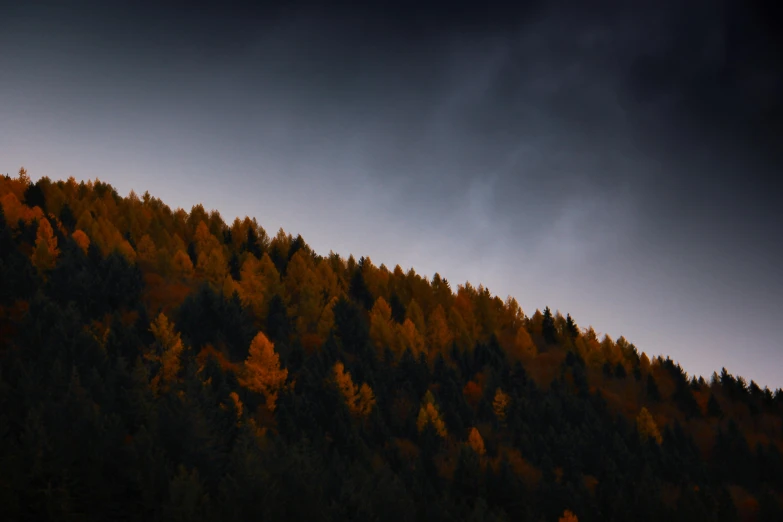 many different trees on a mountain with dark clouds