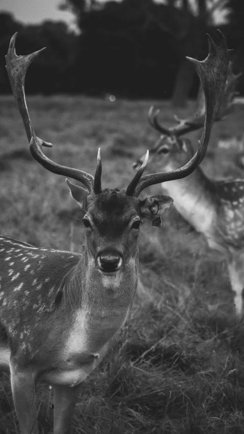 a herd of deer standing on top of a grass covered field