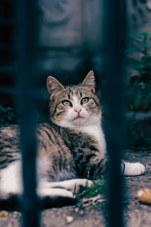 there is a gray and white cat looking through a fence