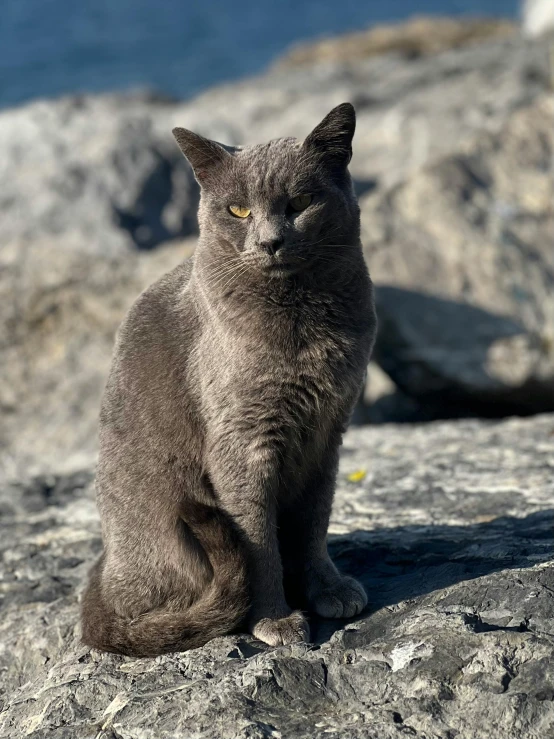 a gray cat sitting on top of a rock next to some water