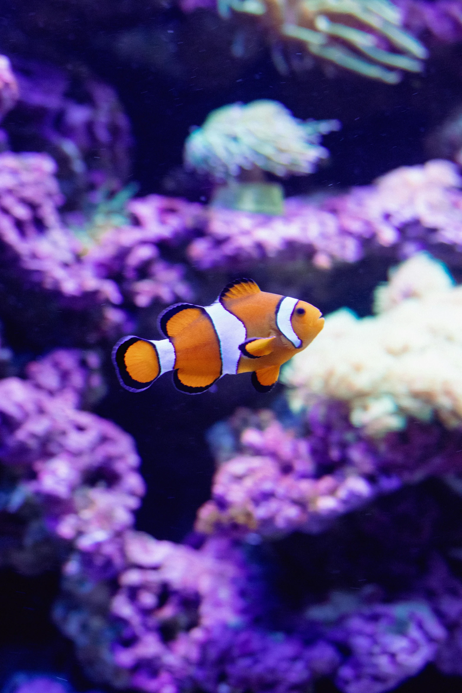 anemone clown fish swimming in front of purple coral