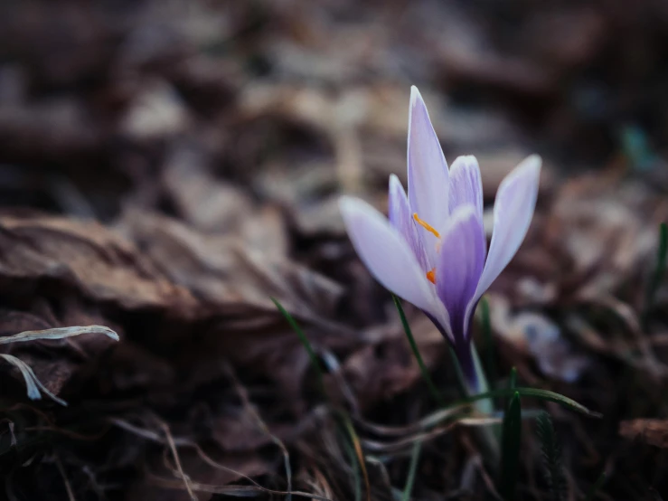 a flower that is growing from the ground