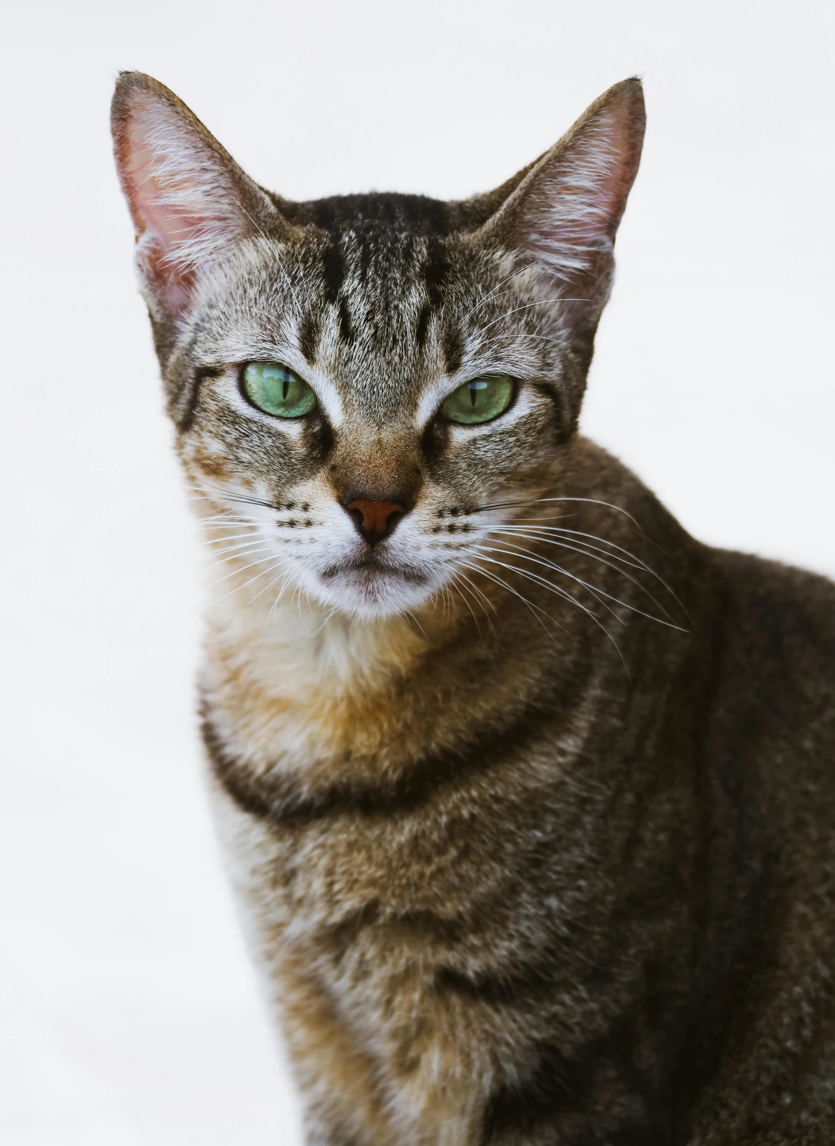 a brown cat with green eyes staring at soing