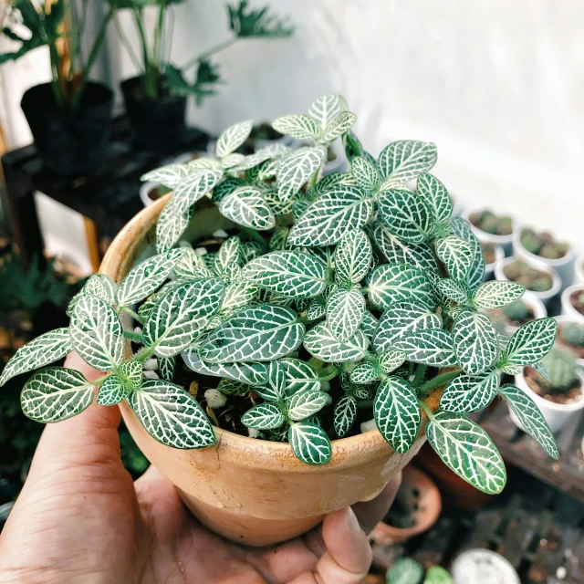 a person's hand holds a clay potted plant in front of a variety of pots