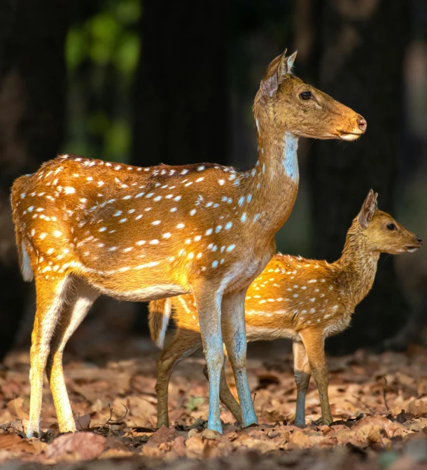 two young deer standing next to each other on the ground