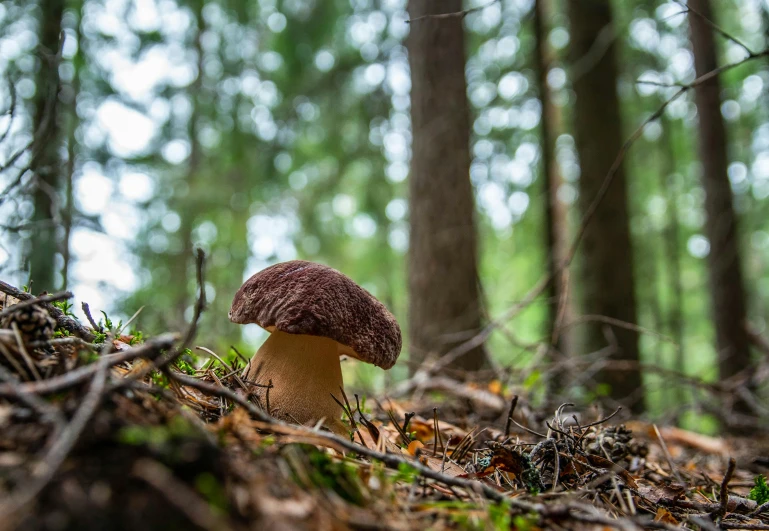 a toad sprout growing on the forest floor