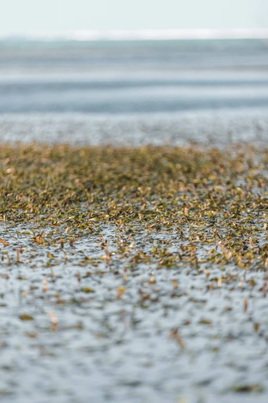 the seagull is standing in water and flying off