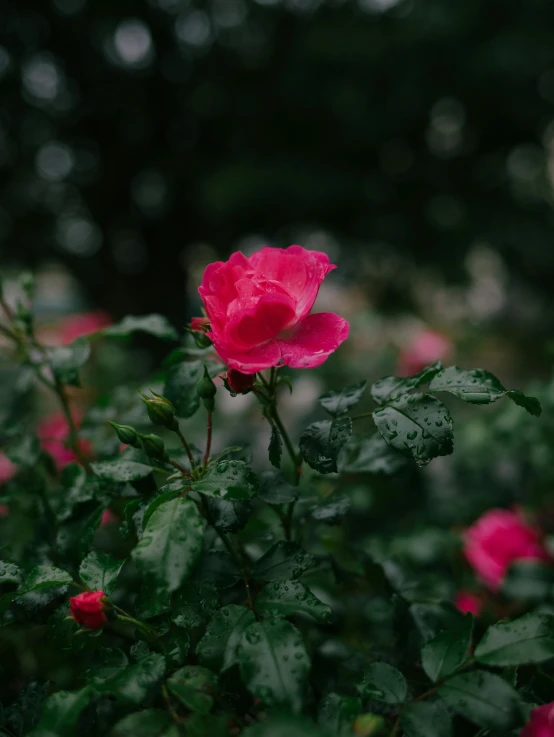 some pink flowers on a bush with green leaves