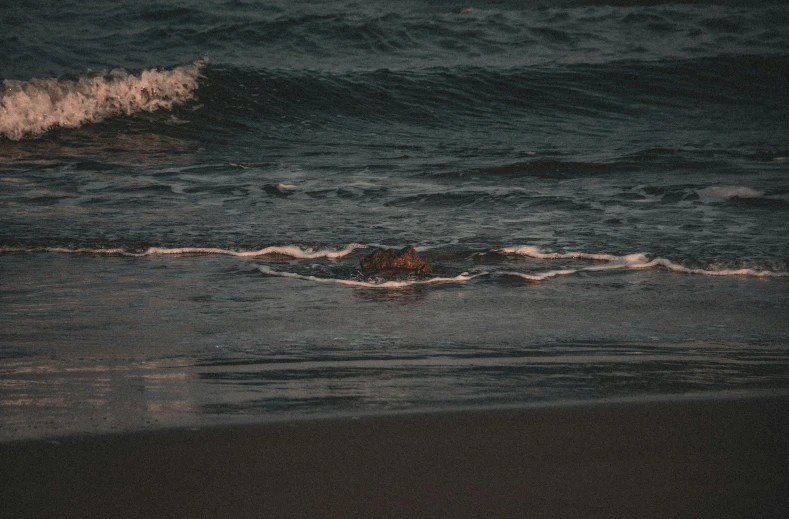 a dog laying on the beach next to the ocean