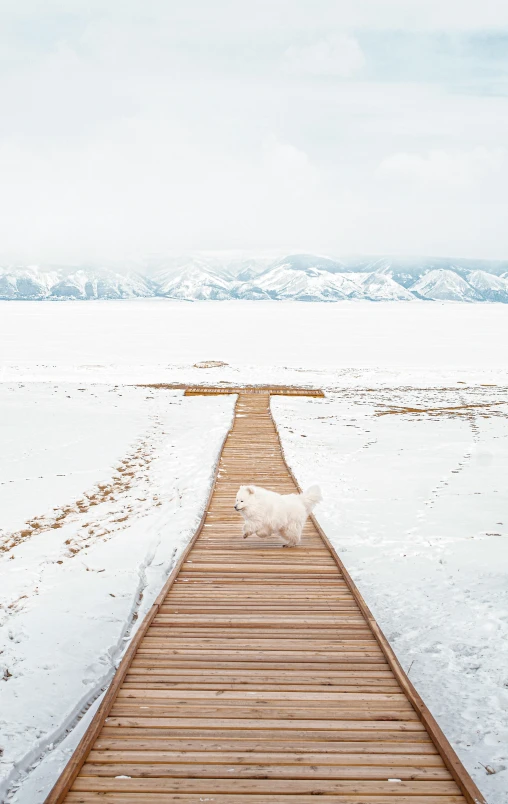 a white dog on a pier in the snow