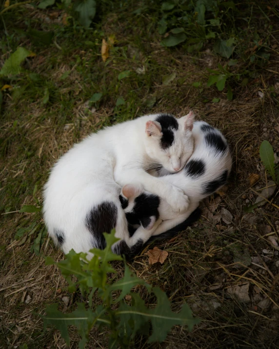 the kitten is laying in the grass and enjoying