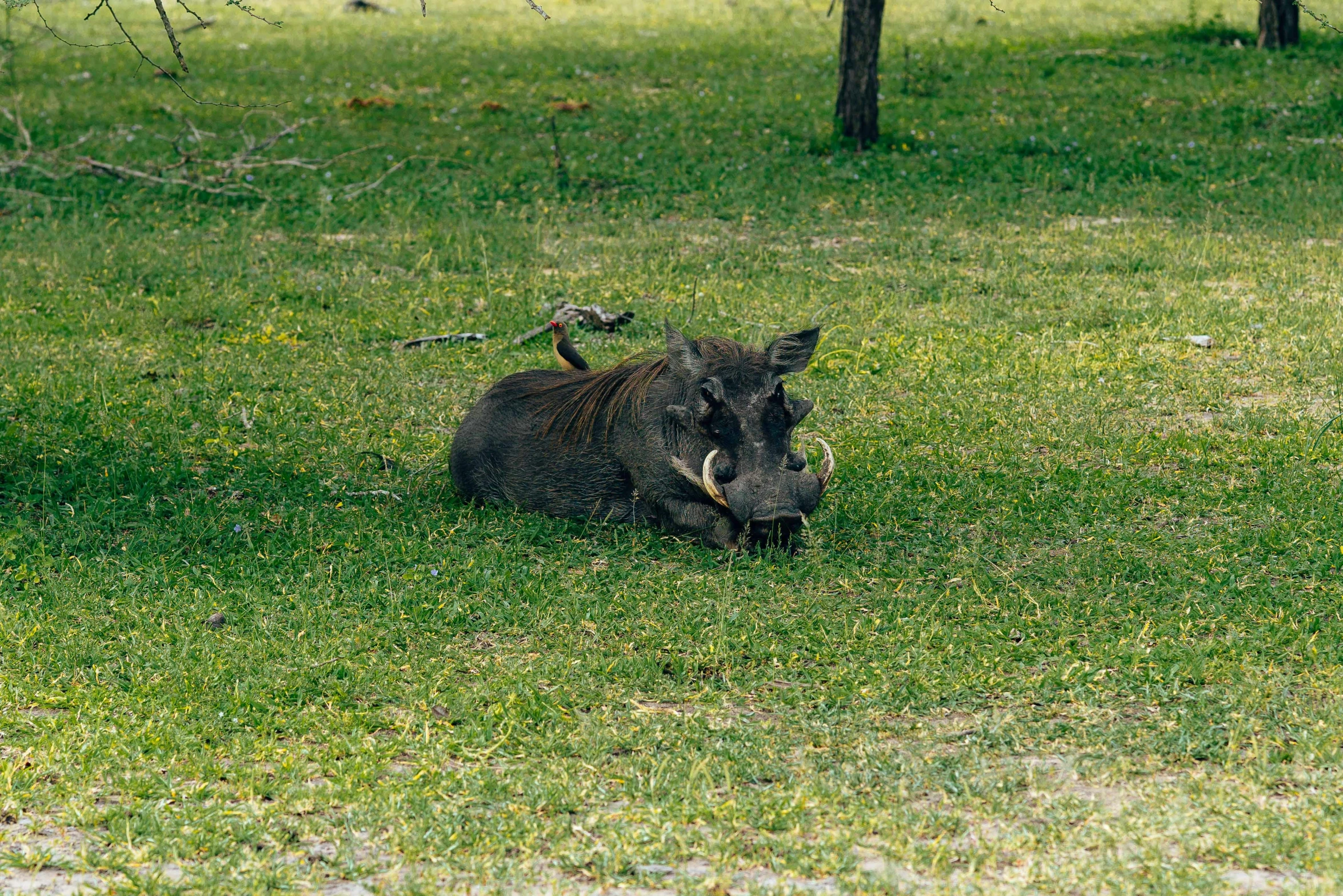 a black boar lays in the middle of a field