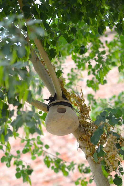 an old vase still hanging on a tree