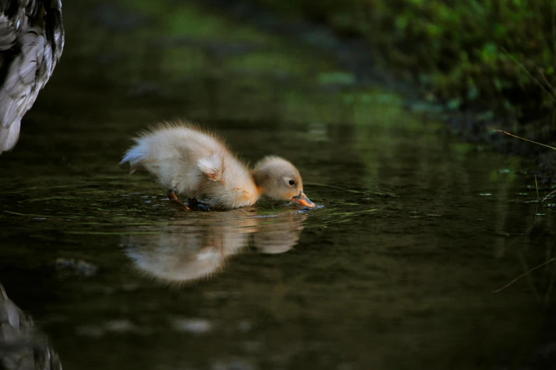 a small duckling swimming on a lake