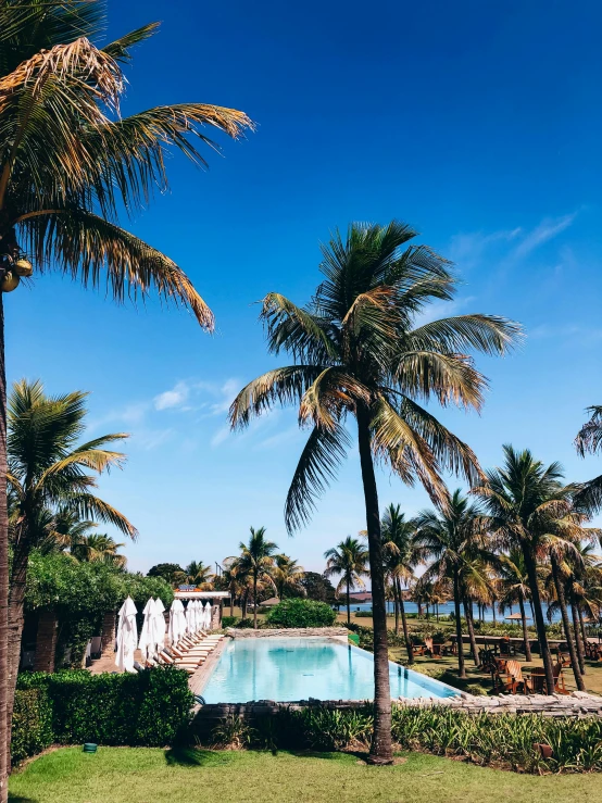 an image of a beautiful palm trees and pool