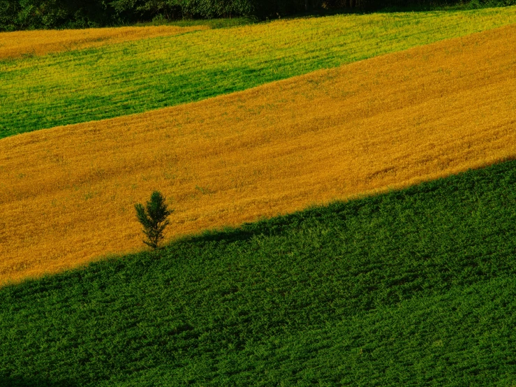 a lone tree in a yellow field with green grass