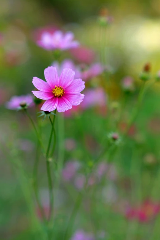 pink flowers that have been taken to a different location