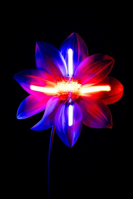 the red and blue petals of a flower appear to be glowing