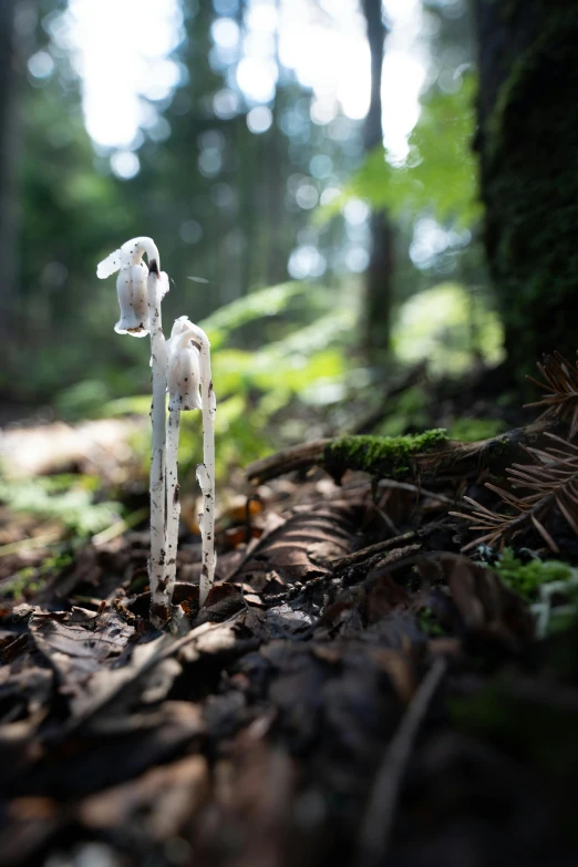 white mushrooms stand alone in the middle of a forest