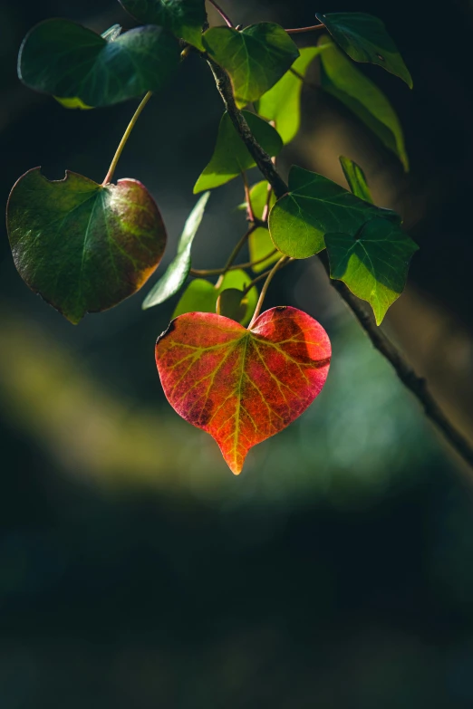 an orange heart shaped plant hanging on a tree