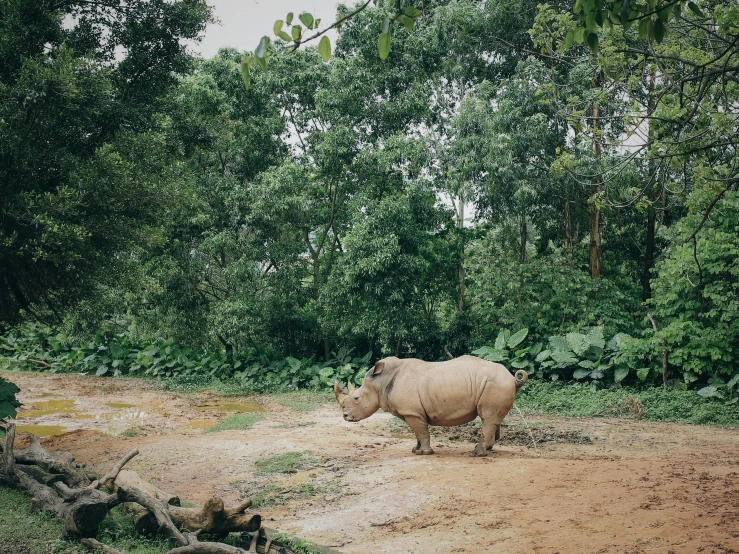 rhino in the jungle standing in dirt ground