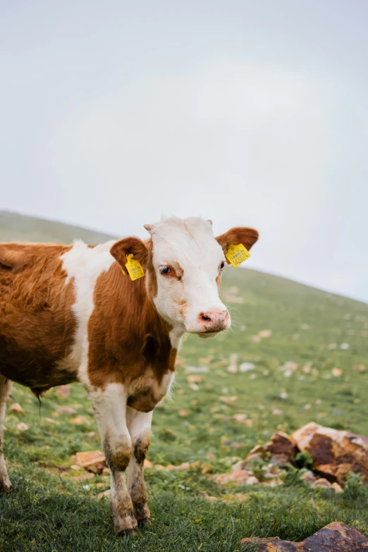 a cow with horns and two ear tags standing in a field